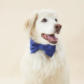 Large Navy Velvet Dog Bow Tie Accessory for Dogs – The Foggy Dog | JSQ Mercantile – Gift Shop in La Grange, IL